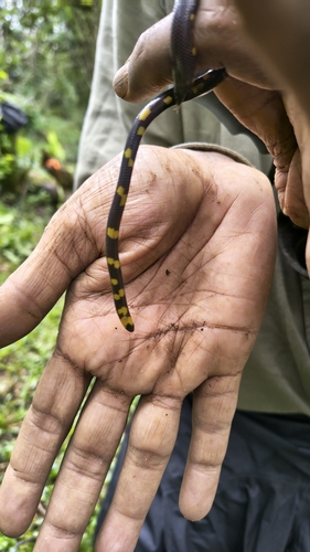 Tailspot Uropeltis