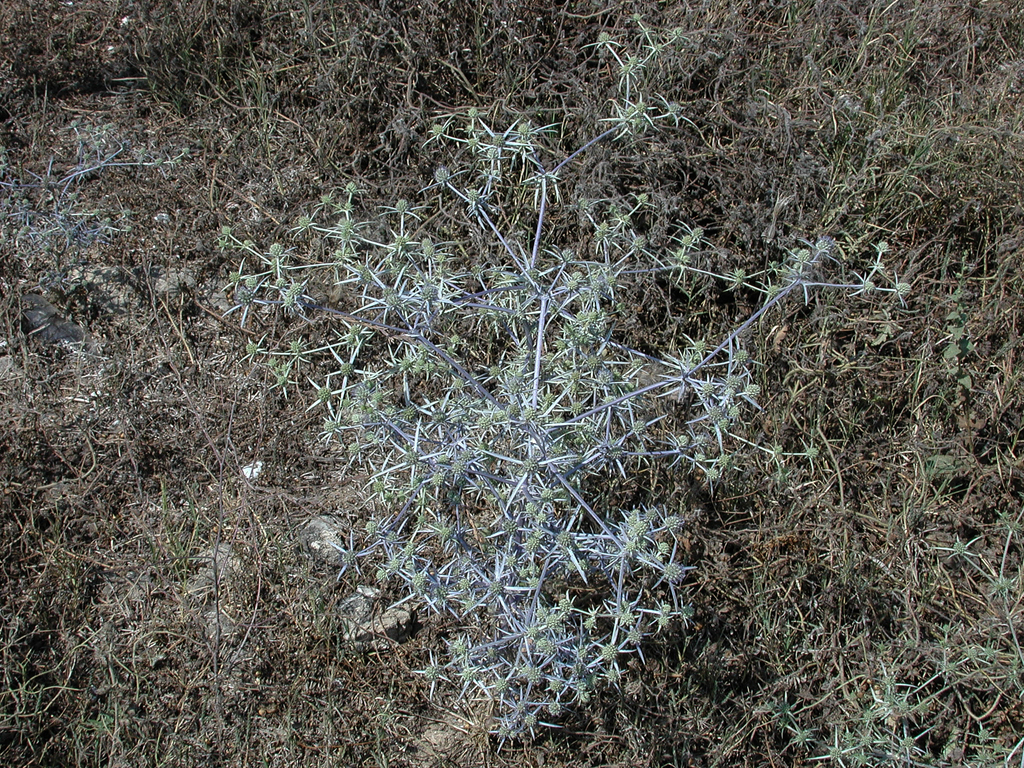 Eryngium creticum; photograph (c) Alain Le Magueresse, some rights reserved (CC BY)