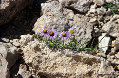 Erigeron pygmaeus