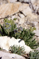 Polemonium chartaceum