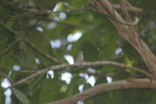 Lesser Greenlet