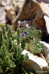 Polemonium chartaceum