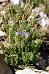 Polemonium chartaceum