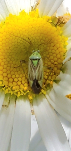 Potato Mirid