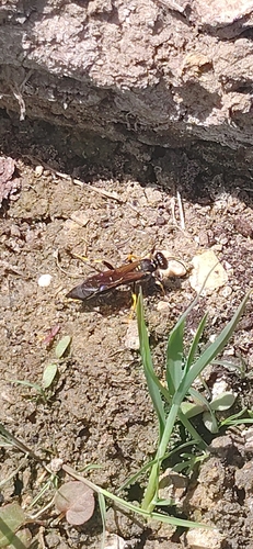 Yellow-legged Mud-dauber Wasp