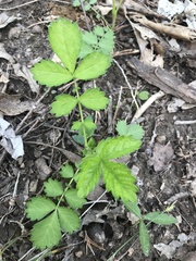 Agrimonia rostellata