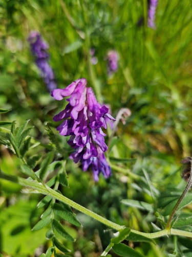 tufted vetch
