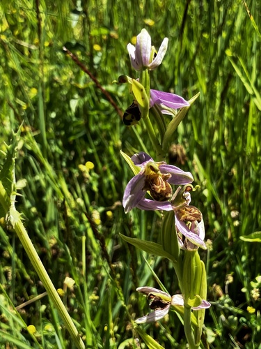 Bee Orchid