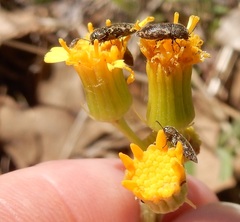 Acmaeodera neglecta