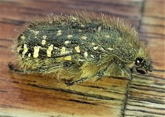 Oxythyrea funesta