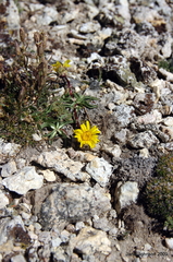 Pyrrocoma apargioides