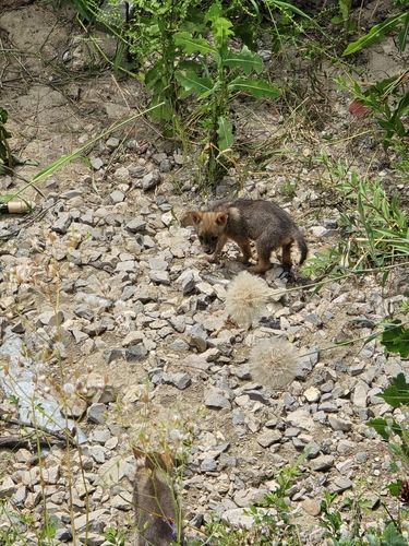 Golden Jackal