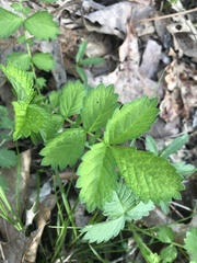 Agrimonia rostellata