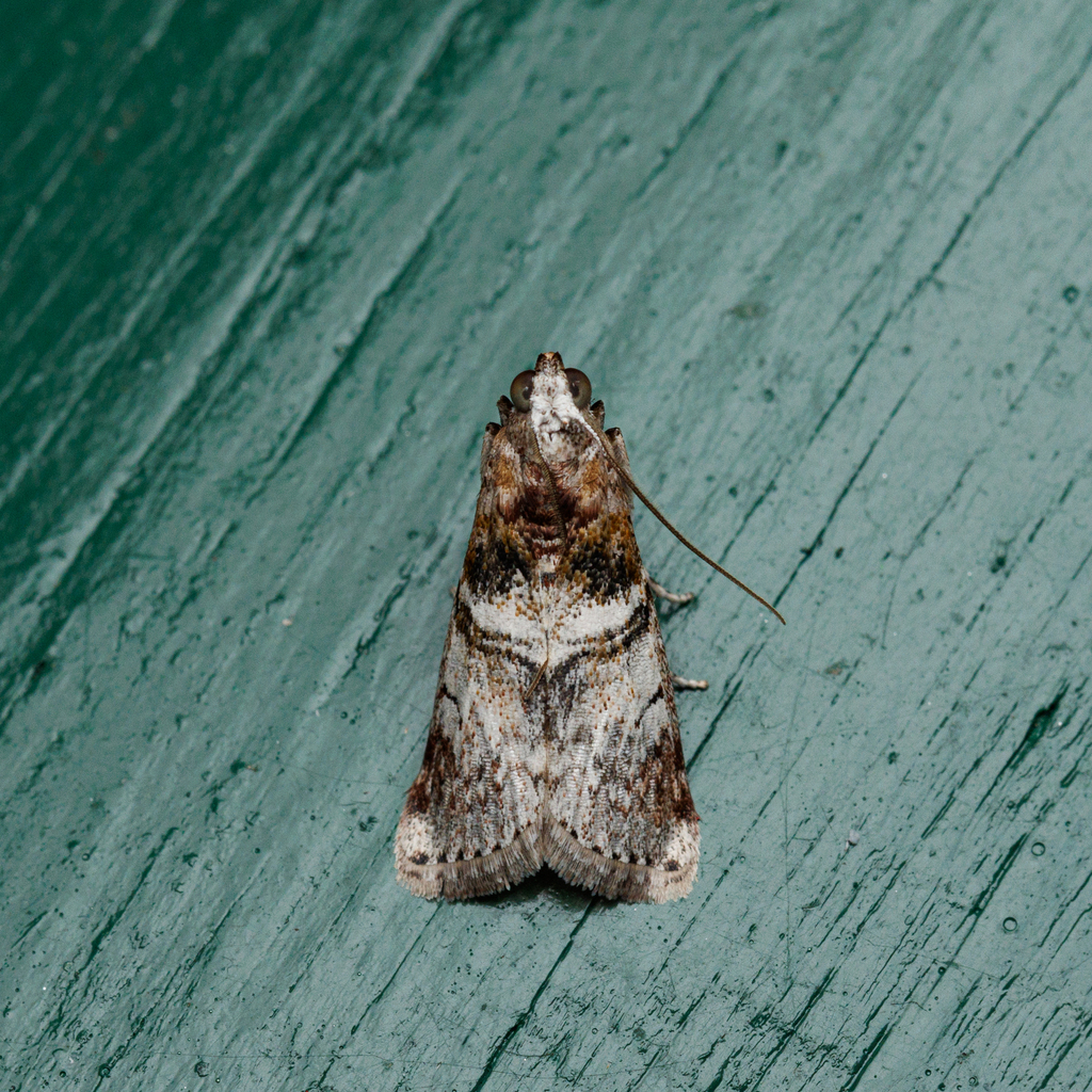 Ctenomeristis albata