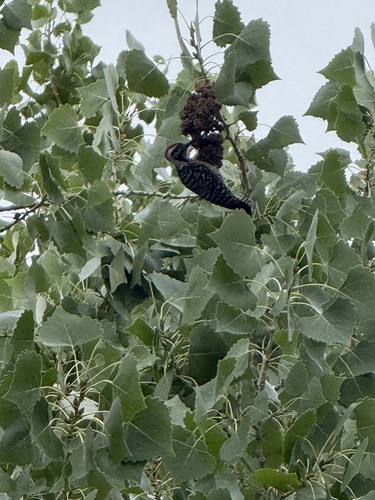 Ladder-backed Woodpecker
