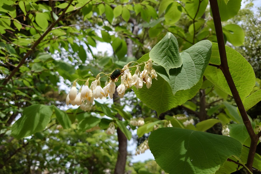 Styrax obassia; photograph (c) 如此甚好, some rights reserved (CC BY)