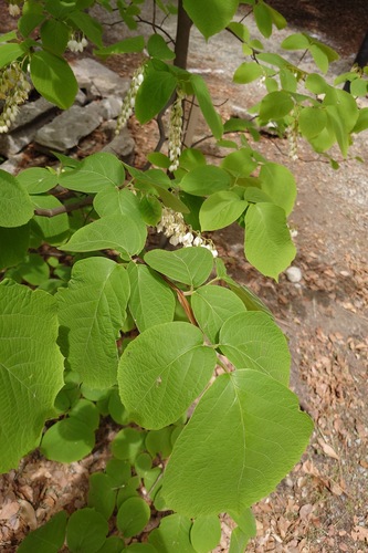 Styrax obassia, photograph 3