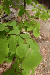 (c) 如此甚好, some rights reserved (CC BY) Styrax obassia, photograph (c) 如此甚好, some rights reserved (CC BY)