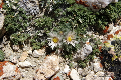 Townsendia condensata