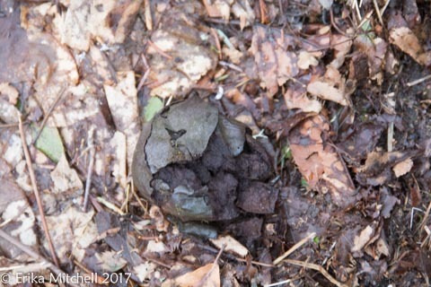 Calvatia gigantea image