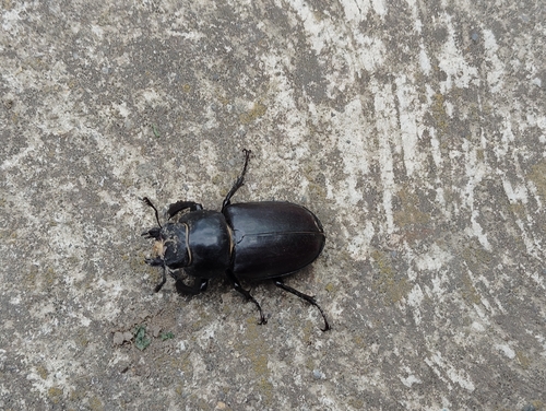 European Stag Beetle
