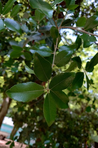 Quercus phillyreoides, photograph 3