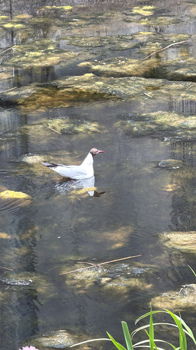 Black-headed Gull