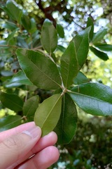 Quercus phillyreoides, photograph (c) 如此甚好, some rights reserved (CC BY)