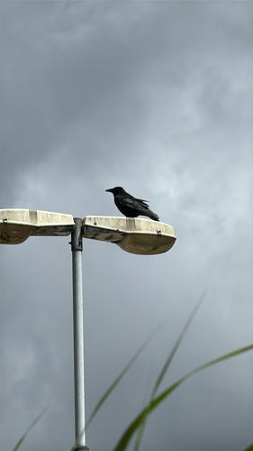 Carrion Crow