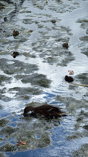 Mallard