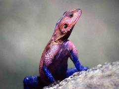 Mwanza Flat-Headed Agama photo 4