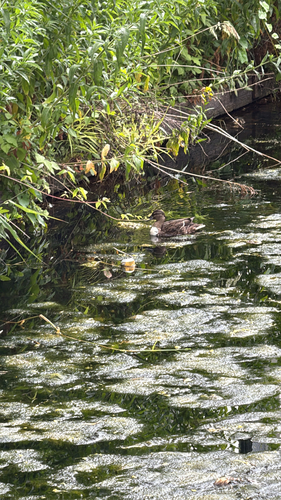 Domestic Mallard