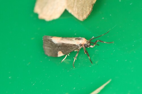 Packard's Lichen Moth photo 6