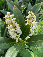 Prunus laurocerasus