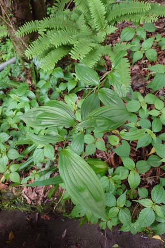 Disporum sessile