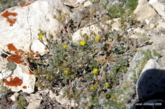 Potentilla breweri