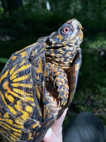 Common Box Turtle