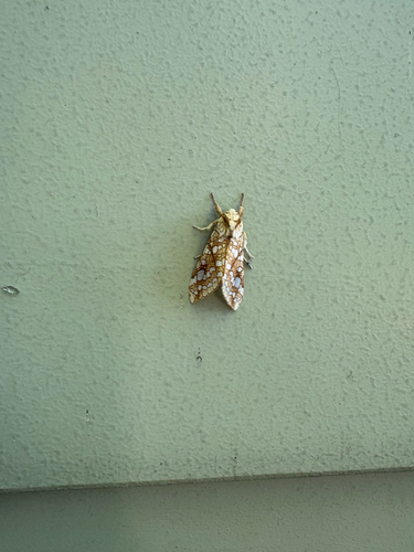 Hickory Tussock Moth