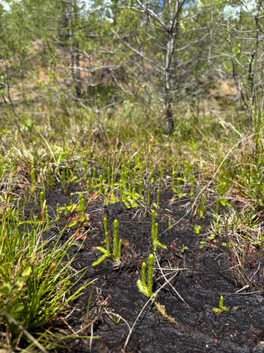 inundated bog clubmoss
