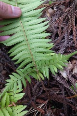 Polystichum tripteron, photograph (c) 如此甚好, some rights reserved (CC BY)
