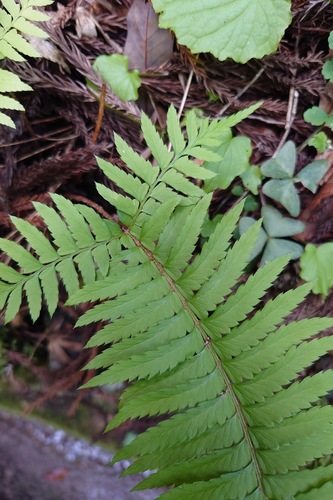 Polystichum tripteron, photograph 1