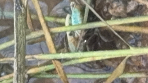 Gulf Marsh Fiddler Crab
