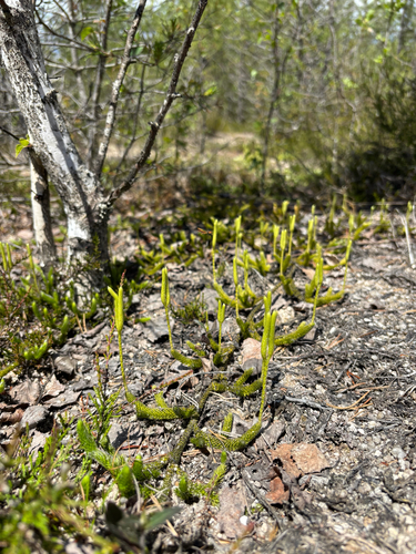 stag's-horn clubmoss