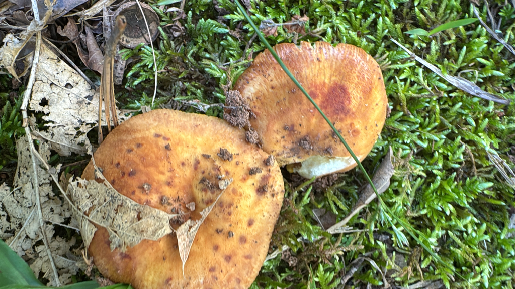 Orange Bile Mushroom · June 2026 · photo: Photo: no rights reserved · iNaturalist
