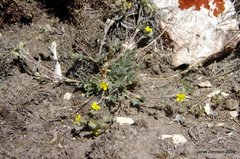 Potentilla breweri