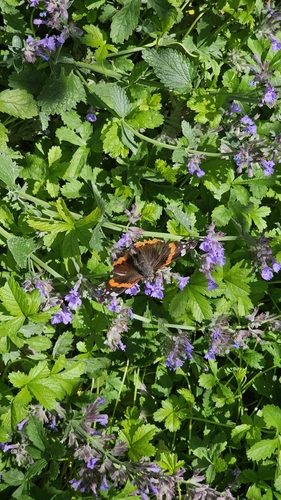 Red Admiral