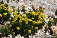 Senecio pattersonensis