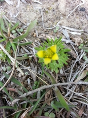 Ceratocephala testiculata