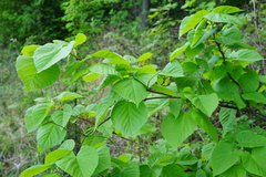 Tilia × europaea