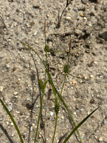 Long-stalked Yellow-sedge